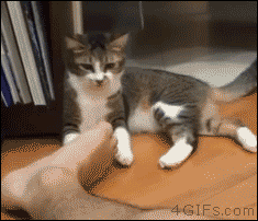 Cat fights smelly feet