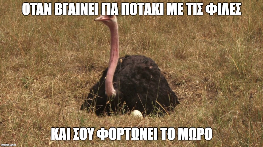 ostrich2