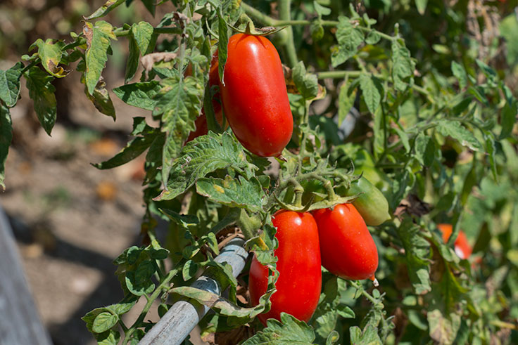 CTW 3093 Tomato Process Ripened