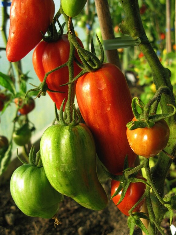 San Marzano