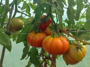 Costoluto Genovese