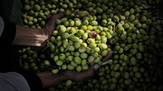 Olive Tuscana