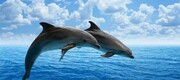 Είναι γνωστό ότι τα δελφίνια μπορούν να μάθουν και να αντιγράψουν ήχους, κάτι που διευκολύνει την επικοινωνία μεταξύ τους.