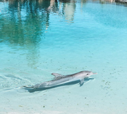 Μάλιστα όταν άκουγαν το όνομά τους τα δελφίνια στρέφονταν προς το ερευνητικό σκάφος και κολυμπούσαν προς το μέρος του.
