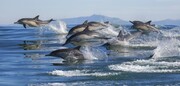 Όπως διαπίστωσαν, τα ρινοδέλφινα ανταποκρίνονταν όταν άκουγαν το ηχητικό τους αποτύπωμα, φωνάζοντας κι εκείνα το όνομά τους, αλλά αγνοούσαν τους ήχους άλλων δελφινιών που δεν είχαν γνωρίσει ποτέ τους.
