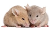 «Σκασίλα μου μικρή και δέκα ποντικοί»
