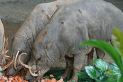 Babirusa