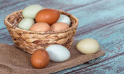 Τι καθορίζει το χρώμα που έχει το ασπράδι του αβγού; Μα φυσικά η ηλικία του. Τα παλαιότερα αβγά έχουν πιο καθαρό ασπράδι, ενώ τα φρέσκα έχουν γαλακτώδη απόχρωση.
Το χρώμα που έχει το κέλυφος του αβγού σχετίζεται και πάλι με την τροφή της κότας και δεν έχει να κάνει με την θρεπτικότητα του ή την υγεία της κότας που το παρήγαγε.
Τα αβγά τυπικά μπορούν να καταναλωθούν έως και μια εβδομάδα μετά την συσκευασίας τους, αν και οι κανονισμοί επιτρέπουν την κατανάλωση έως και 30 ημέρες μετά. Αξίζει πάντως να σημειωθεί ότι η ανάλωση κατά προτίμηση μπορεί να επεκταθεί και στο δίμηνο, αλλά οι ειδικοί εξηγούν ότι όταν τα αβγά συντηρούνται στο ψυγείο μπορούν να χρησιμοποιηθούν και έως πέντε εβδομάδες μετά την ημερομηνία που συσκευάστηκαν.