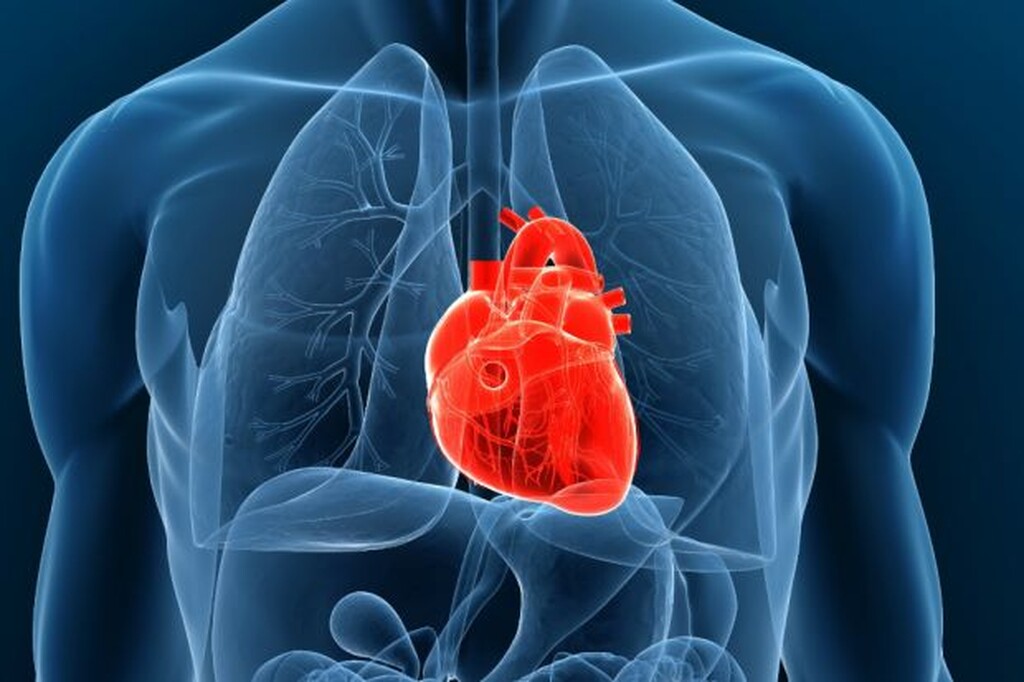 Η ανθρώπινη καρδιά χτυπά περίπου 35 εκατομμύρια φορές το χρόνο.