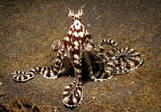 Αλλαγή σχήματος: Αυτό το παράξενο είδος χταποδιού πρωτοανακαλύφθηκε το 1998 στις ακτές της Ινδονησίας να μεταμορφώνεται σωματικά ώστε να μοιάζει με άλλα θαλάσσια πλάσματα. Δεν μένει φυσικά μόνο στις εξωτερικές ομοιότητες, καθώς υιοθετεί πλήρως την περσόνα του όντος που ενσαρκώνει, παραμένοντας μοναδικό στην κατηγορία των ζώων