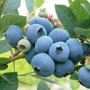 Μύρτιλα (blueberries) και άγρια μύρτιλα (bilberries) για το μεταβολικό σύνδρομο, την παχυσαρκία, τον διαβήτη, την καρδιά, τον καρκίνο, τα μάτια, την αντιγήρανση.