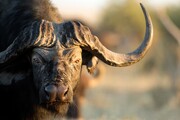buffalo cape