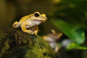 yellow frog