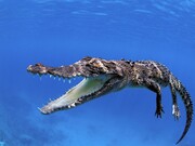 aligator