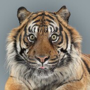 Δες γιατί οι τίγρεις έχουν διαφορετικό χαρακτήρα