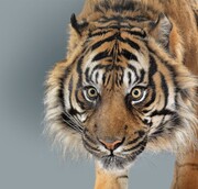 Δες γιατί οι τίγρεις έχουν διαφορετικό χαρακτήρα