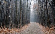 Δάσος Hoia Baciu (Ρουμανία)
