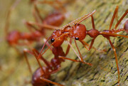 κόκκινο μυρμήγκι