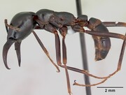 μυρμήγκι οδηγος