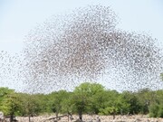 Τα πουλιά επίσης τινάζονται ξαφνικά όλα μαζί και πετούν ψηλά, χωρίς όμως θόρυβο.

