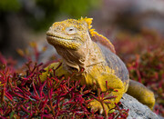 Τα νησιά Galapagos.