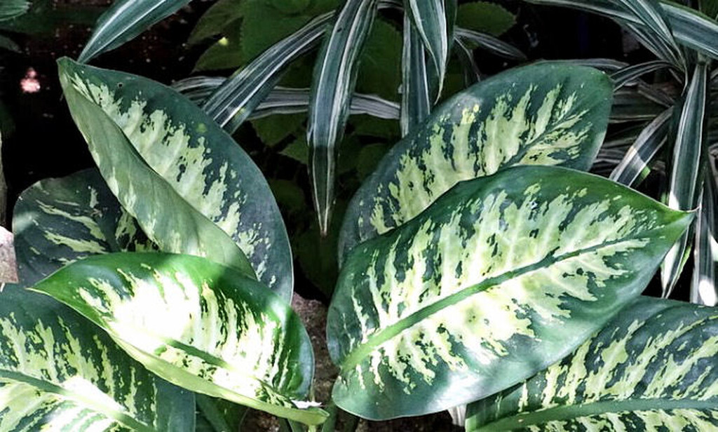 Η Ντιφενμπάχια είναι ένα είδος εσωτερικού φυτού σπίτι με μεγάλα, δίχρωμα φύλλα. Είναι πολύ τοξικό και η δηλητηρίαση στον άνθρωπο μπορεί να προκύψει αν μασουλήσει κανείς τα φύλλα, τον μίσχο ή και τη ρίζα του φυτού.

