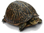>120 χρόνια: Ερμητική χελώνα
