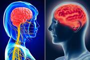 Το αποτέλεσμα της έρευνας έδειξε πως δεν υπάρχει καμία ουσιαστική διαφορά ανάμεσα στοςυ δύο εγκεφάλους