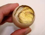 Balut, αλλιώς αυγό εμβρύου πάπιας ή κοτόπουλου – Φιλιππίνες
Αφού φάγαμε τις φωλιές των πουλιών και τα παλαιωμένα αβγά τους ας δοκιμάσουμε και ένα παπάκι, που όμως δεν έχει προλάβει να βγει από το αβγό του. Ο λόγος για το balut, ένα πιάτο των Φιλιππίνων, που αλλάζει τα δεδομένα στα βραστά αβγά, καθώς μέσα στο κέλυφος δεν βρίσκεται ο κλασικός κρόκος, αλλά ένα αναπτυγμένο έμβρυο πάπιας ή κοτόπουλου, με ράμφος, φτερά, νύχια και οστά. Στις Φιλιππίνες είναι πολύ δημοφιλές και θεωρείται εξαιρετικά χορταστικό, ενώ πιστεύεται ότι ανεβάζει και τη λίμπιντο. Συνήθως σερβίρεται με αλάτι, χυμό λεμονιού, πιπέρι και κόλιανδρο ή με καυτερή πιπεριά και ξίδι.