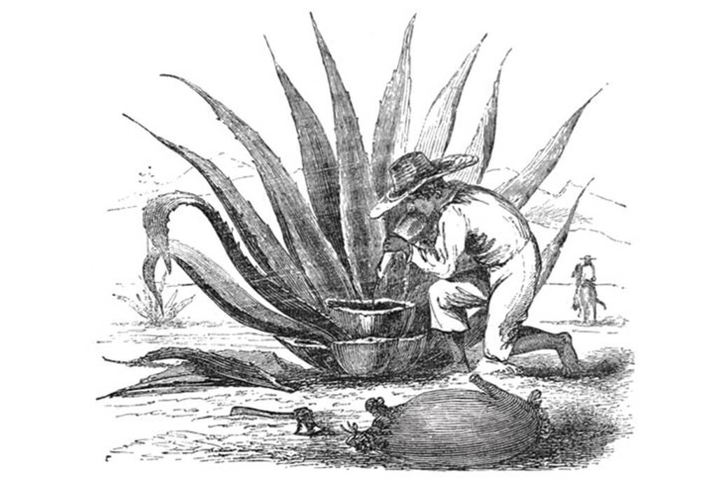 Η ιστορία της μεξικάνικης αγάπης ξεκινά περισσότερα από χίλια χρόνια πριν, στο 250-300 μ.Χ., όταν οι Αζτέκοι έφτιαχναν το pulque, ένα θολό, με ελαφρώς ξινή γεύση αλκοολούχο ποτό που προέκυπτε από τη ζύμωση του γλυκού χυμού που περιείχαν οι καρδιές του φυτού. Το ποτό ήταν ένα ιερό ποτό και καταναλώνονταν σε θρησκευτικές τελετές και ιερές τελετουργίες.

