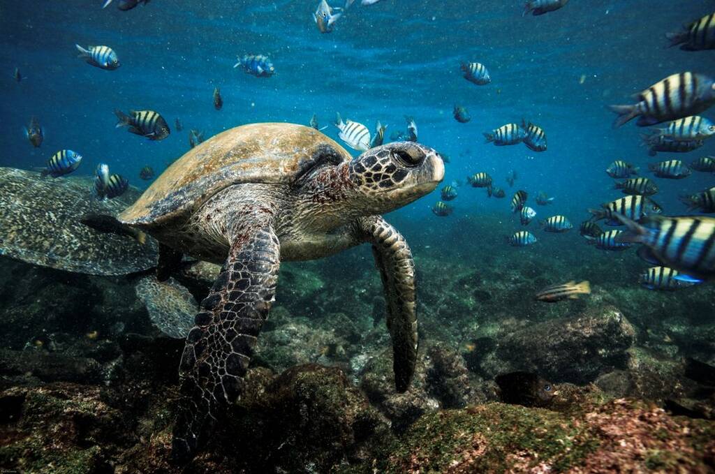 Ecuador: The Galapagos National Park