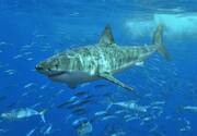 Καρχαρίας βρέθηκε να κολυμπάει κοντά σε παραλία της Λάρνακας