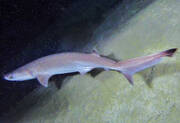 Καρχαρίας βρέθηκε να κολυμπάει κοντά σε παραλία της Λάρνακας