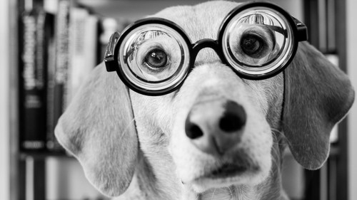 Αυτά είναι τα 10 πιο έξυπνα σκυλιά στην πιάτσα