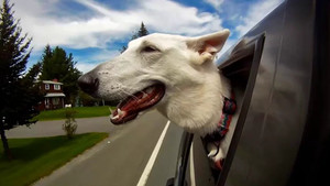 Σκυλιά στο παράθυρο του αυτοκινήτου: ο ορισμός της απόλυτης ευτυχίας!