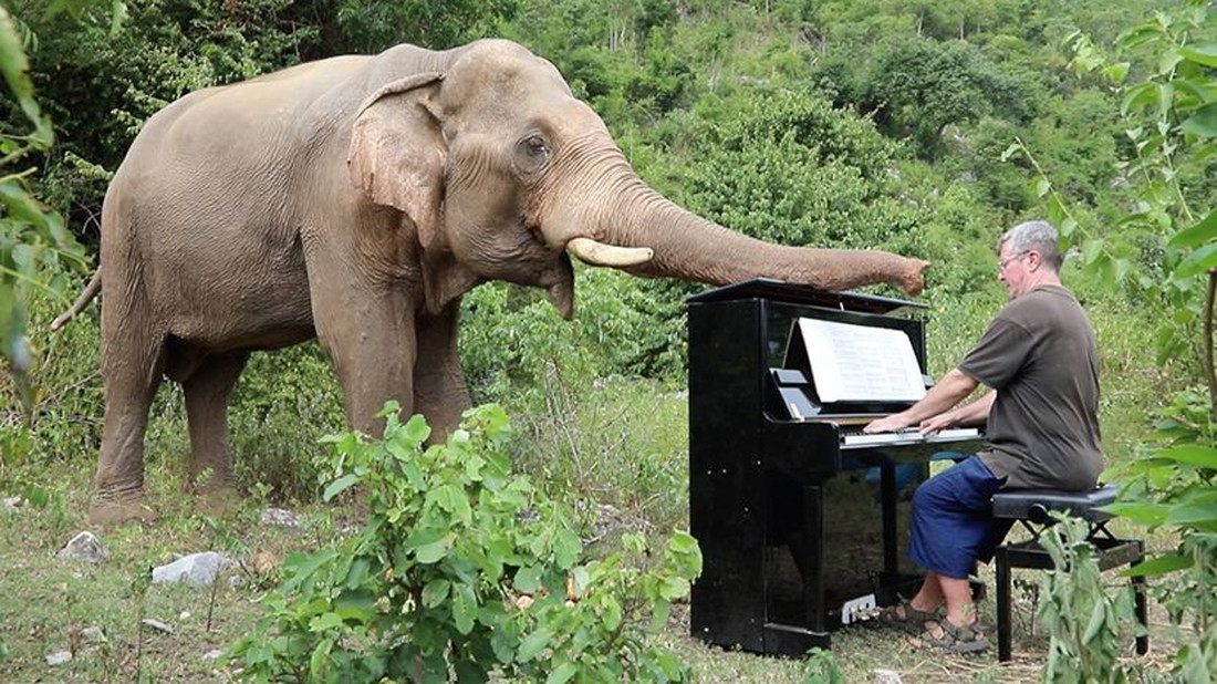 Την πιο βαθιά μας υπόκλιση στον πιανίστα που παίζει μουσική σε τυφλούς ελέφαντες