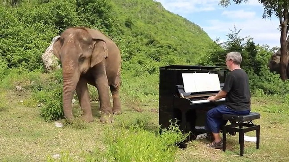 Ο πιανίστας που συγκινεί τους ελέφαντες με την μουσική του
