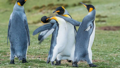 Τσακωμός αντρικών πιγκουίνων για τα μάτια της θηλυκιάς