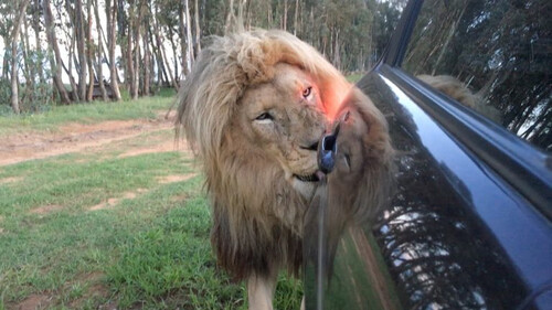 To λιοντάρι που…φυλάει αυτοκίνητα!