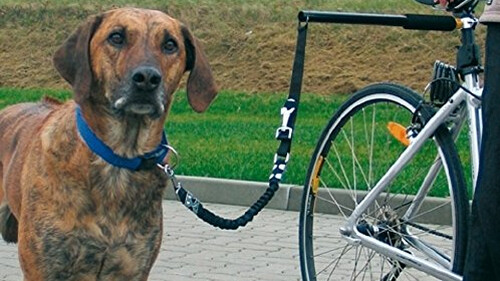 Έχεις δει σκύλο να κάνει ποδήλατο; (vid)