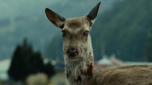 Τι είναι η ασθένεια «Zombie Deer» και γιατί απειλεί τον άνθρωπο;