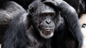 Τουρίστας πέταξε τσιγάρο σε κλουβί χιμπατζή – Θα πάθετε σοκ όταν δείτε τι έκανε (pics)