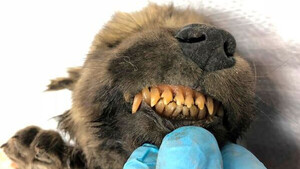 Δέος: Βρέθηκε κατεψυγμένο προϊστορικό κουτάβι - Δείτε τι βρήκαν στα δόντια του