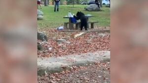 Αρκούδα «κλέφτης» πήρε το φορητό ψυγείο από πικ νικ! (video)