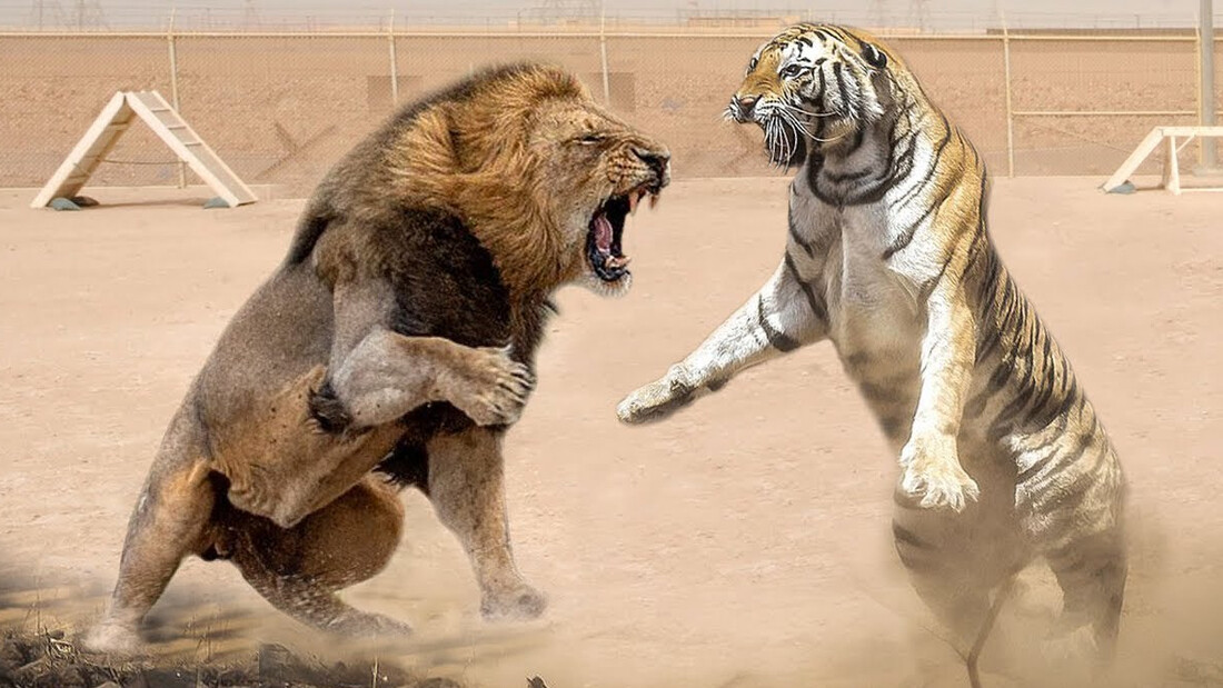 Λιοντάρι εναντίον τίγρης: Ποιος θα βγει νικητής από αυτή τη θανάσιμη μάχη;