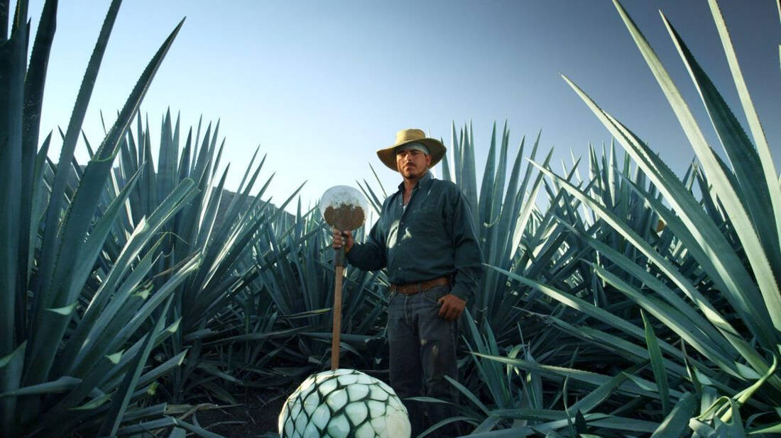 Tequila: Η ιστορία ενός λαού κι ενός τόπου μέσα από ένα ξακουστό ποτό