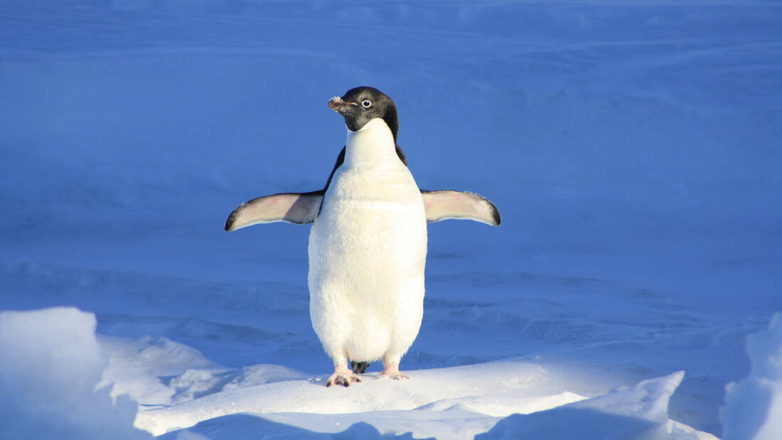 Πιγκουίνος ταξίδεψε κατά λάθος 3.000 χλμ μακριά από το σπίτι του