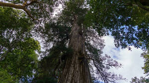 Δεν θα πιστέψεις πόσο χρονών είναι το γηραιότερο δέντρο του κόσμου